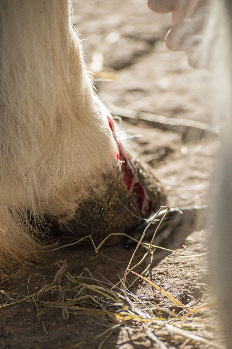 Blutegel_Minishetty (10)