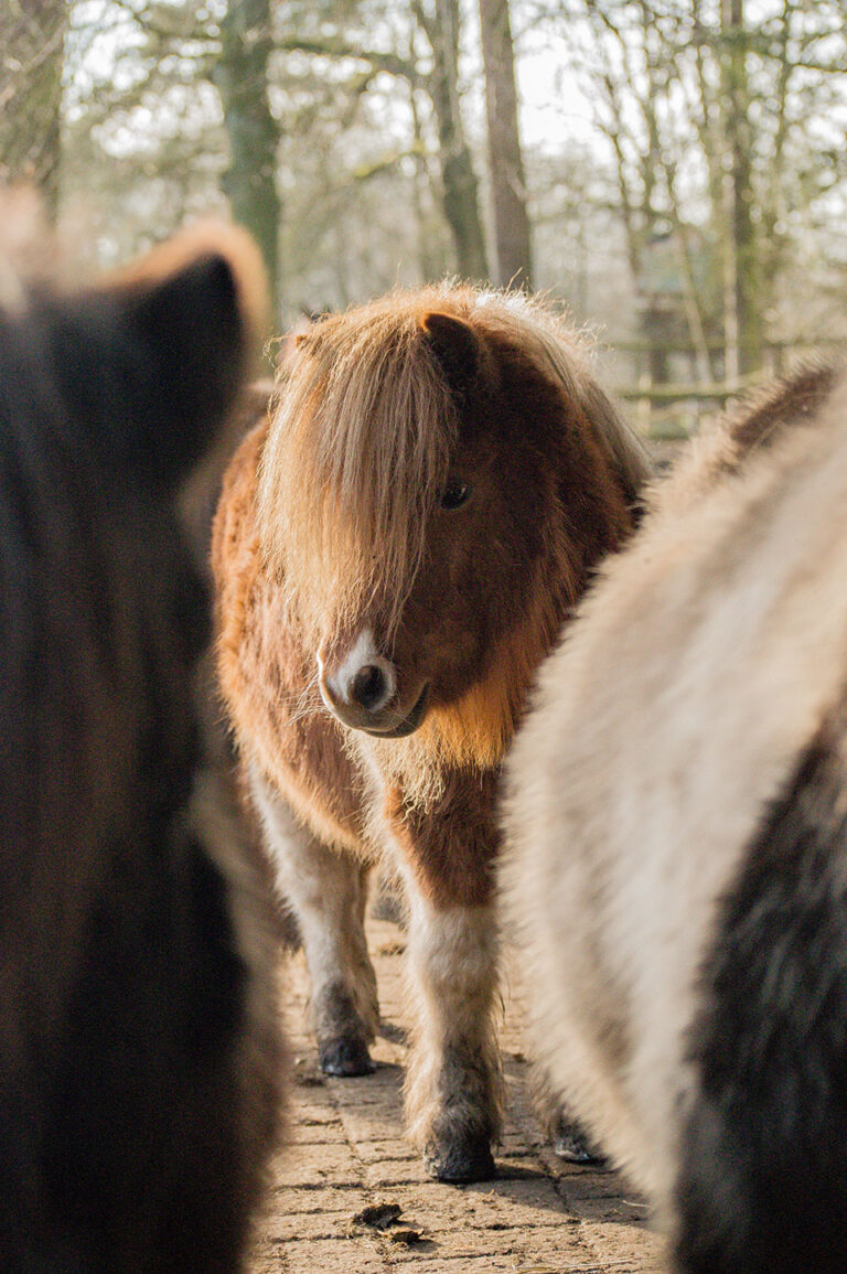 Blutegel_Minishetty (13)