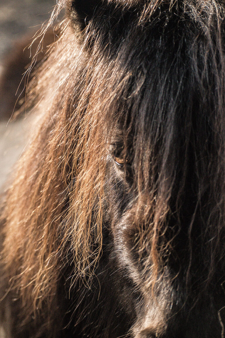 Blutegel_Minishetty (15)