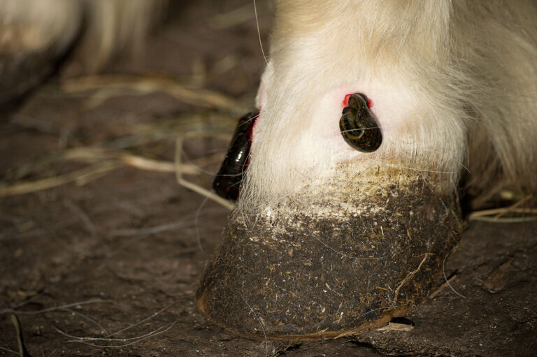 Blutegel_Minishetty (8)