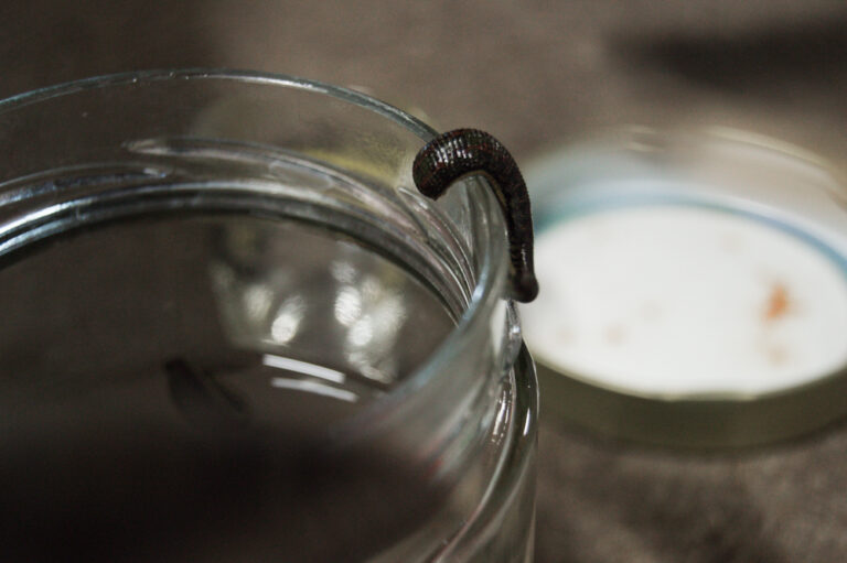 Blutegel_Reiningen_13112020 (2)