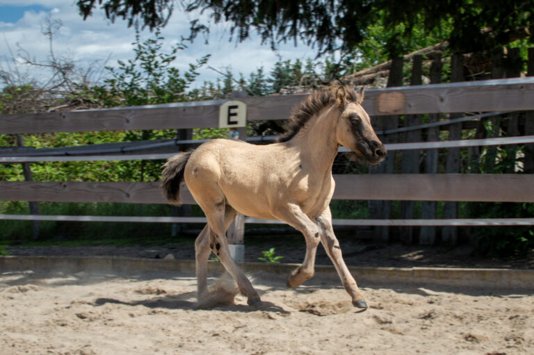 Fohlenschau2025_4