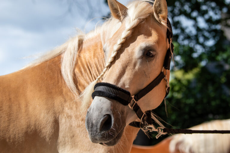 dsc_0532_web_1200x798